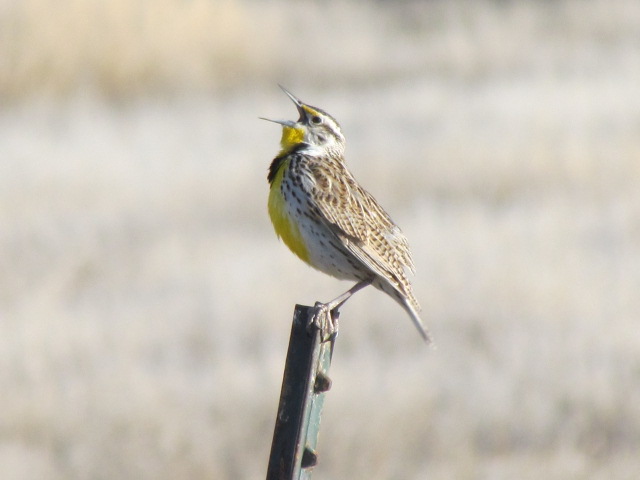 Western Meadowlark