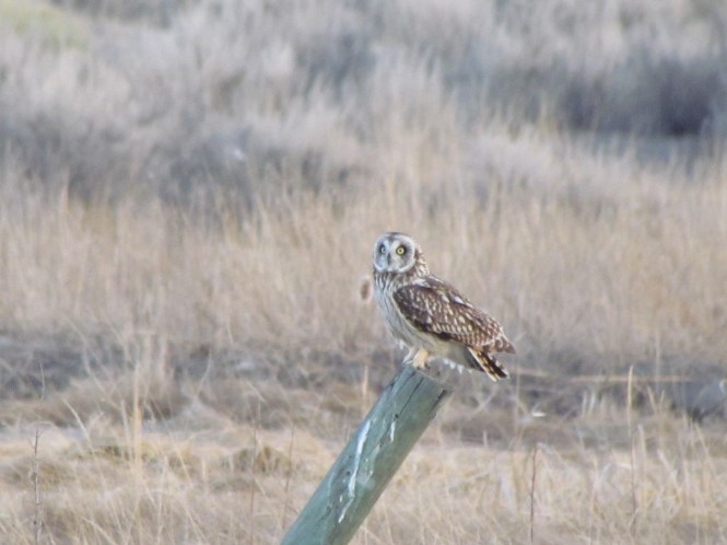 Short-Eared Owl