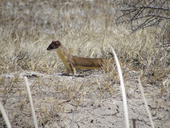 Long-Tailed Weasel