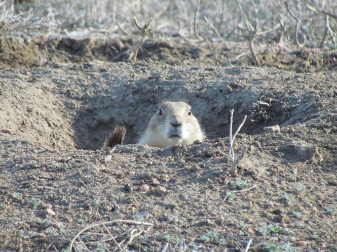 Black-tailed Prairie Dog. This iconic rodent of the Great Plains often is the victim of development.