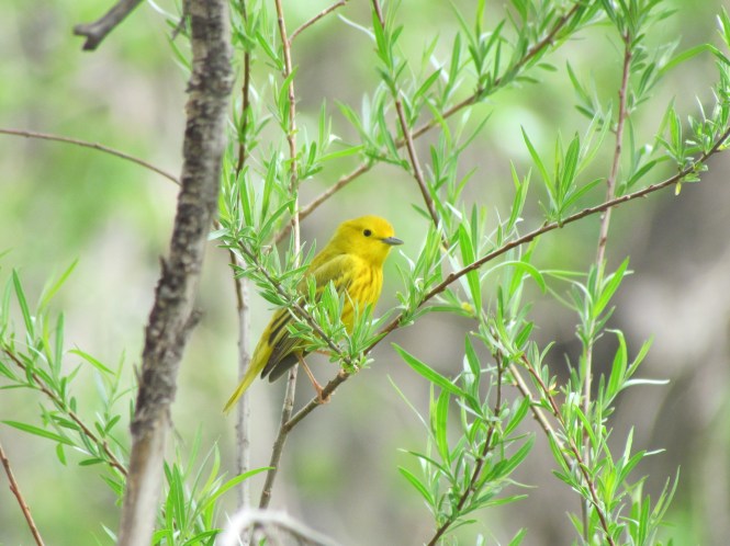 Yellow Warbler. By virtue of its location at the border of the Great Plains and the Rocky Mountains, springtime is a haven for migratory birds in Colorado Springs.