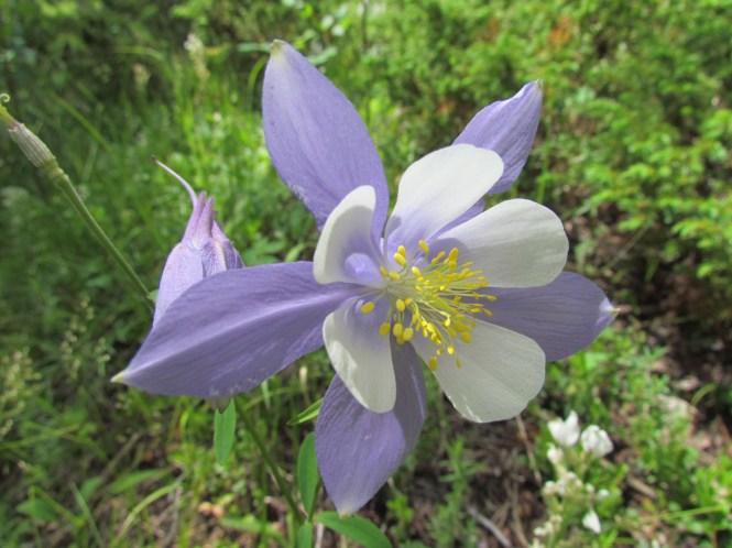 Colorado Blue Columbine (Aquilegia caerulea), our state flower. June through August are best for viewing wildflowers in the mountains. 