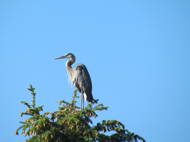 Heron rookery near Manitou Lake.