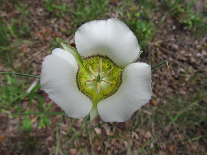 Mariposa Lily (Calochortus gunnisonii).