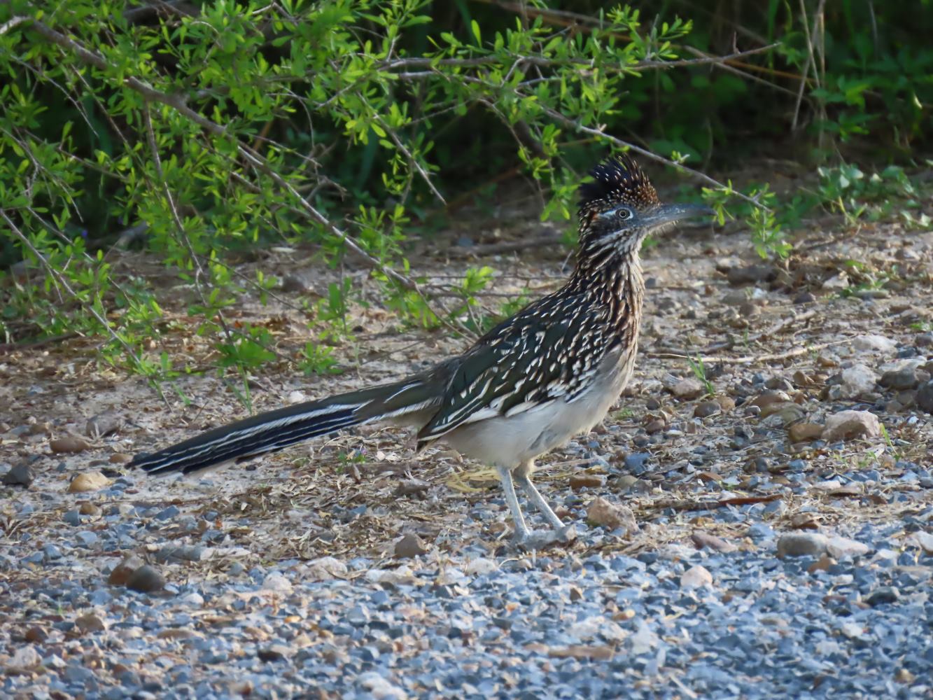 On the Road–Texas Roadrunners – tanja britton
