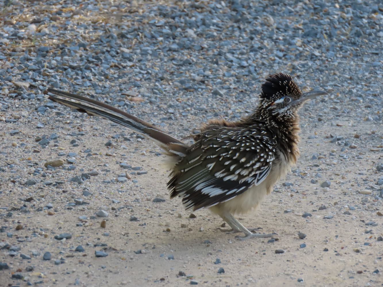 On the Road–Texas Roadrunners – tanja britton
